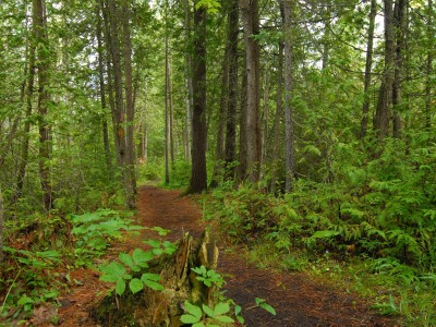 Trail Forest Photo